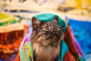 About Our Harlan Veterinary Practice